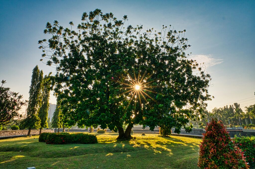 Large tree standing alone during golden sunset symbolizing inner strength, grounding, wisdom, and alignment with nature.